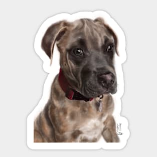 A Very Sensitive Pit Bull Puppy Sticker